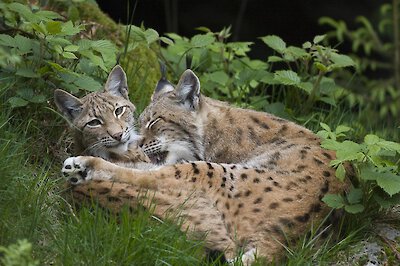 Luchse im Wildpark Ortenburg